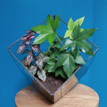 Afbeelding in Gallery-weergave laden, cube medium zwart terrarium glas met planten
