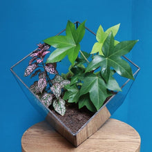 Afbeelding in Gallery-weergave laden, cube medium zwart terrarium glas met planten